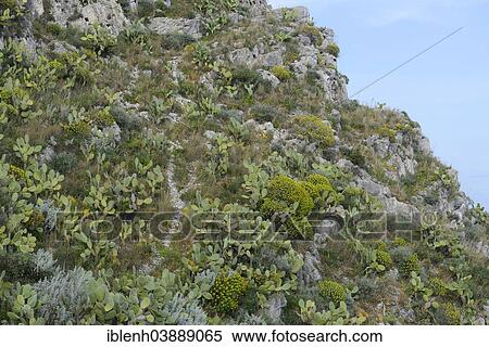 "Prickly Pear Cactus (Opuntia ficus-indica) and Tree Spurge (Euphorbia dendroides), Province of Messina, Sicily, Italy, Europe" View Large Photo Image Stock Photography - "Prickly Pear Cactus (Opuntia ficus-indica) and Tree Spurge (Euphorbia dendroides), Province of Messina, Sicily, Italy, Europe". Fotosearch