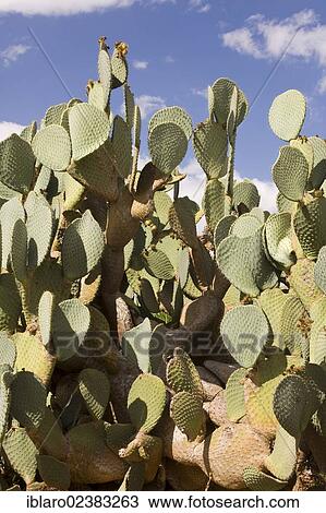 "Prickly Pear (Opuntia sp. ), Majorca, Balearic Islands, Spain, Europe" View Large Photo Image Stock Image - "Prickly Pear (Opuntia sp. ), Majorca, Balearic Islands, Spain, Europe". Fotosearch