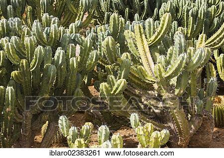 Prickly Pear or Indian Fig Opuntia (Opuntia ficus-indica) View Large Photo Image Stock Image - Prickly Pear or Indian Fig Opuntia (Opuntia ficus-indica). Fotosearch