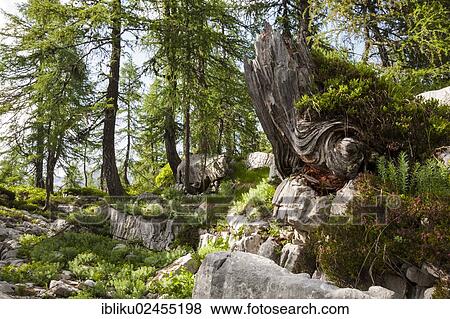 Stock Photo - "Primeval forest in the Seven Lakes Valley, Triglav National Park, Slovenia, Europe". Fotosearch