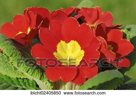 "Primrose (Primula acaulis, Primula vulgaris)" View Large Photo Image Stock Image - "Primrose (Primula acaulis, Primula vulgaris)". Fotosearch