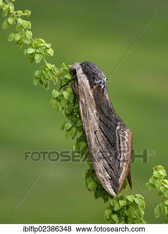 "Privet Hawkmoth (Sphinx ligustri), adult male, roosting on sorrel stem, Leicestershire, England, United Kingdom, Europe" View Large Photo Image Stock Photo - "Privet Hawkmoth (Sphinx ligustri), adult male, roosting on sorrel stem, Leicestershire, England, United Kingdom, Europe". Fotosearch