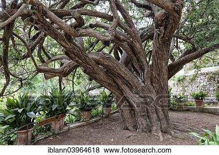 "Probably the oldest tree of Majorca, a Yew (Taxus sp. ), about 2000 years old, estate, outdoor museum, La Granja, Esporles, Majorca, Balearic Islands, Spain, Europe" View Large Photo Image Stock Photo - "Probably the oldest tree of Majorca, a Yew (Taxus sp. ), about 2000 years old, estate, outdoor museum, La Granja, Esporles, Majorca, Balearic Islands, Spain, Europe". Fotosearch