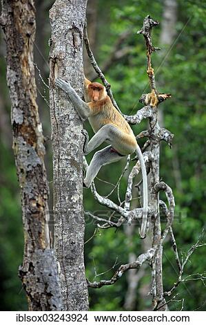 "Proboscis Monkey (Nasalis larvatus), male on a tree, Labuk Bay, Sabah, Borneo, Malaysia, Asia" View Large Photo Image Picture - "Proboscis Monkey (Nasalis larvatus), male on a tree, Labuk Bay, Sabah, Borneo, Malaysia, Asia". Fotosearch