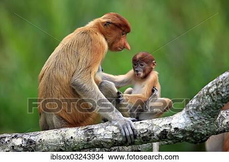 "Proboscis Monkey (Nasalis larvatus), female with an infant on a tree, Labuk Bay, Sabah, Borneo, Malaysia, Asia" View Large Photo Image Picture - "Proboscis Monkey (Nasalis larvatus), female with an infant on a tree, Labuk Bay, Sabah, Borneo, Malaysia, Asia". Fotosearch