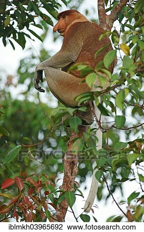 "Proboscis Monkey (Nasalis larvatus), male, Tanjung Puting National Park, Central Kalimantan, Borneo, Indonesia, Asia" View Large Photo Image Stock Image - "Proboscis Monkey (Nasalis larvatus), male, Tanjung Puting National Park, Central Kalimantan, Borneo, Indonesia, Asia". Fotosearch