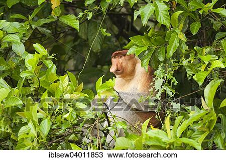 "Proboscis Monkey (Nasalis larvatus) sitting in a tree, Kinabatangan, Sabah, Borneo, Malaysia, Asia" View Large Photo Image Stock Image - "Proboscis Monkey (Nasalis larvatus) sitting in a tree, Kinabatangan, Sabah, Borneo, Malaysia, Asia". Fotosearch