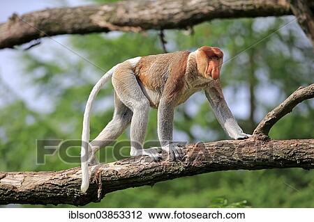 Stock Image - "Proboscis Monkey (Nasalis larvatus), male, on tree, Apeldoorn, Netherlands". Fotosearch