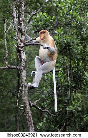 "Proboscis Monkey (Nasalis larvatus), male on a tree, Labuk Bay, Sabah, Borneo, Malaysia, Asia" View Large Photo Image Stock Image - "Proboscis Monkey (Nasalis larvatus), male on a tree, Labuk Bay, Sabah, Borneo, Malaysia, Asia". Fotosearch