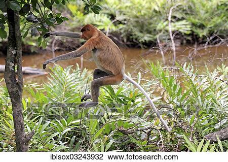 "Proboscis Monkey (Nasalis larvatus), female leaping, Labuk Bay, Sabah, Borneo, Malaysia, Asia" View Large Photo Image Stock Image - "Proboscis Monkey (Nasalis larvatus), female leaping, Labuk Bay, Sabah, Borneo, Malaysia, Asia". Fotosearch