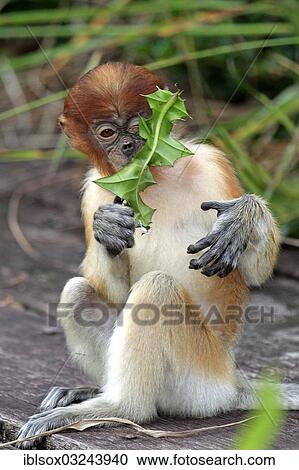Stock Image - "Proboscis Monkey (Nasalis larvatus), infant eating a leaf, Labuk Bay, Sabah, Borneo, Malaysia, Asia". Fotosearch