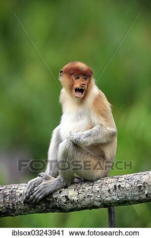"Proboscis Monkey (Nasalis larvatus), calling juvenile, Labuk Bay, Sabah, Borneo, Malaysia, Asia" View Large Photo Image Stock Image - "Proboscis Monkey (Nasalis larvatus), calling juvenile, Labuk Bay, Sabah, Borneo, Malaysia, Asia". Fotosearch