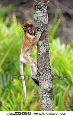 "Proboscis Monkey (Nasalis larvatus), infant climbing a tree, Labuk Bay, Sabah, Borneo, Malaysia, Asia" View Large Photo Image Stock Image - "Proboscis Monkey (Nasalis larvatus), infant climbing a tree, Labuk Bay, Sabah, Borneo, Malaysia, Asia". Fotosearch
