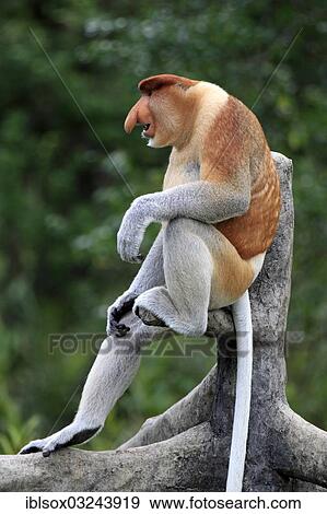 proboscis-monkey-nasalis-larvatus-stock-photo__iblsox03243919.jpg