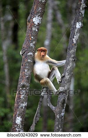 "Proboscis Monkey (Nasalis larvatus), male on a tree, Labuk Bay, Sabah, Borneo, Malaysia, Asia" View Large Photo Image Stock Photo - "Proboscis Monkey (Nasalis larvatus), male on a tree, Labuk Bay, Sabah, Borneo, Malaysia, Asia". Fotosearch