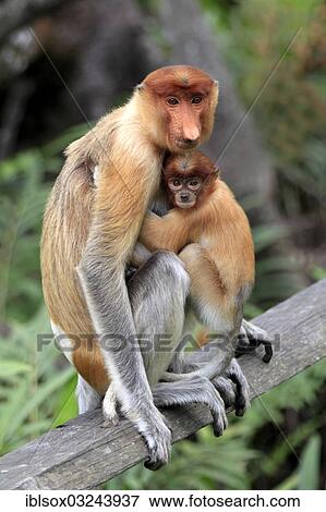 "Proboscis Monkey (Nasalis larvatus), female with an infant on a tree, Labuk Bay, Sabah, Borneo, Malaysia, Asia" View Large Photo Image Stock Photo - "Proboscis Monkey (Nasalis larvatus), female with an infant on a tree, Labuk Bay, Sabah, Borneo, Malaysia, Asia". Fotosearch