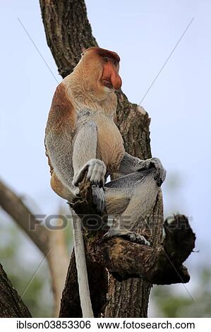 "Proboscis Monkey (Nasalis larvatus), male, sitting on tree, Apeldoorn, Netherlands" View Large Photo Image Stock Photograph - "Proboscis Monkey (Nasalis larvatus), male, sitting on tree, Apeldoorn, Netherlands". Fotosearch
