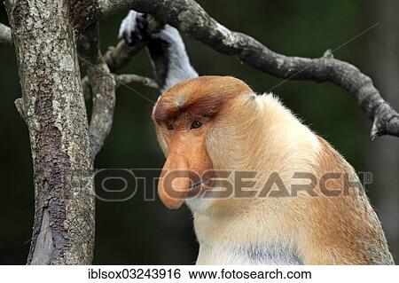 "Proboscis Monkey (Nasalis larvatus), male, Labuk Bay, Sabah, Borneo, Malaysia, Asia" View Large Photo Image Stock Photograph - "Proboscis Monkey (Nasalis larvatus), male, Labuk Bay, Sabah, Borneo, Malaysia, Asia". Fotosearch