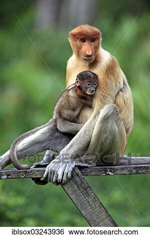 "Proboscis Monkey (Nasalis larvatus), female with an infant on a tree, Labuk Bay, Sabah, Borneo, Malaysia, Asia" View Large Photo Image Stock Photograph - "Proboscis Monkey (Nasalis larvatus), female with an infant on a tree, Labuk Bay, Sabah, Borneo, Malaysia, Asia". Fotosearch