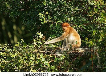 "Proboscis Monkey (Nasalis larvatus), female, Tanjung Puting National Park, Central Kalimantan, Borneo, Indonesia, Asia" View Large Photo Image Stock Photography - "Proboscis Monkey (Nasalis larvatus), female, Tanjung Puting National Park, Central Kalimantan, Borneo, Indonesia, Asia". Fotosearch