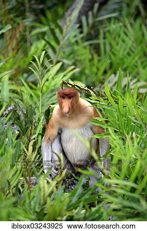 "Proboscis Monkey (Nasalis larvatus), male on a tree, Labuk Bay, Sabah, Borneo, Malaysia, Asia" View Large Photo Image Stock Photography - "Proboscis Monkey (Nasalis larvatus), male on a tree, Labuk Bay, Sabah, Borneo, Malaysia, Asia". Fotosearch