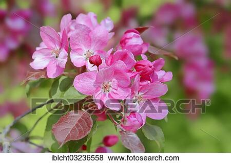 "Profusion, Crabapple (Malus X moerlandsii), blossoms, Bergkamen, North Rhine-Westphalia, Germany, Europe" View Large Photo Image Stock Photo - "Profusion, Crabapple (Malus X moerlandsii), blossoms, Bergkamen, North Rhine-Westphalia, Germany, Europe". Fotosearch