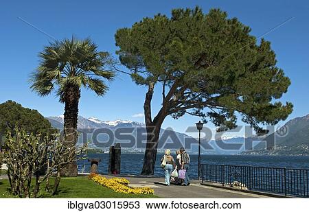 "Promenade with palm and pine trees on Lake Maggiore, Brissago, Kanton Tessin, Switzerland, Europe" View Large Photo Image Stock Image - "Promenade with palm and pine trees on Lake Maggiore, Brissago, Kanton Tessin, Switzerland, Europe". Fotosearch