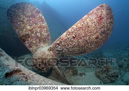 "Propeller, shipwreck of the SS Thistlegorm, Red Sea, Shaab Ali, Sinai Peninsula, Egypt, Africa" View Large Photo Image Picture - "Propeller, shipwreck of the SS Thistlegorm, Red Sea, Shaab Ali, Sinai Peninsula, Egypt, Africa". Fotosearch