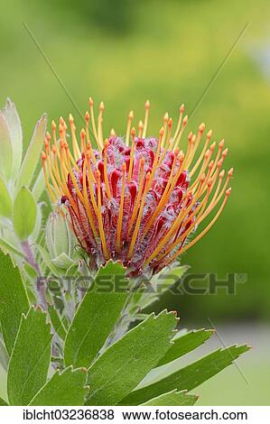Stock Photo - "Protea or Pincushion plant, Outeniqua Pincushion and Ribbon Pincushion hybrid, (Leucospermum glabrum x tottum) flower, occurrence in southern Africa, North Rhine-Westphalia, Germany, Europe". Fotosearch