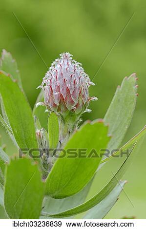 Stock Photo - "Protea or Pincushion plant, Outeniqua Pincushion and Ribbon Pincushion hybrid, (Leucospermum glabrum x tottum) flower, occurrence in southern Africa, North Rhine-Westphalia, Germany, Europe". Fotosearch