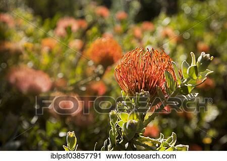 "Protea (Protea), Kirstenbosch Botanical Garden, Cape Town, Western Cape, South Africa, Africa" View Large Photo Image Stock Image - "Protea (Protea), Kirstenbosch Botanical Garden, Cape Town, Western Cape, South Africa, Africa". Fotosearch