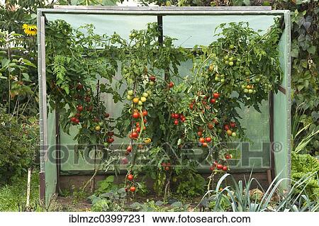 Stock Image - "Protected Tomato plants (Solanum lycopersicum) with fruits in a cottage garden, Bavaria, Germany, Europe". Fotosearch