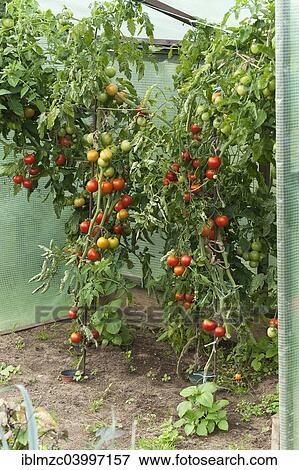 "Protected Tomato plants (Solanum lycopersicum) with fruits in a cottage garden, Bavaria, Germany, Europe" View Large Photo Image Stock Photo - "Protected Tomato plants (Solanum lycopersicum) with fruits in a cottage garden, Bavaria, Germany, Europe". Fotosearch
