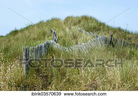 Stock Photo - "Protection fence for dunes on the Plage de la Torche, Departement Finistere, Brittany, France, Europe". Fotosearch