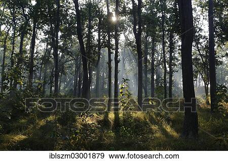 "Protective forest in the Bardiya National Park or Bardia National Park, Bardiya-Nationalpark, Bardia-Nationalpark, Terai, Nepal, Asia" View Large Photo Image Stock Photo - "Protective forest in the Bardiya National Park or Bardia National Park, Bardiya-Nationalpark, Bardia-Nationalpark, Terai, Nepal, Asia". Fotosearch