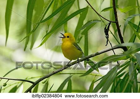 Picture - "Prothonotary Warbler (Protonotaria citrea), adult male, singing, perched on twig, Brazos Bend State Park, Texas, United States, North America". Fotosearch
