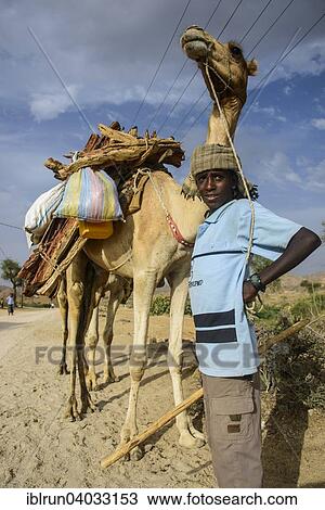 "Proud boy posing with his camel, Keren, Eritrea, Africa" View Large Photo Image Stock Image - "Proud boy posing with his camel, Keren, Eritrea, Africa". Fotosearch