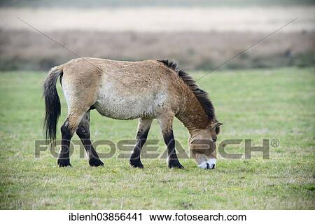 "Przewalski's Horse (Equus ferus przewalskii), Emsland, Lower Saxony, Germany, Europe" View Large Photo Image Stock Image - "Przewalski's Horse (Equus ferus przewalskii), Emsland, Lower Saxony, Germany, Europe". Fotosearch