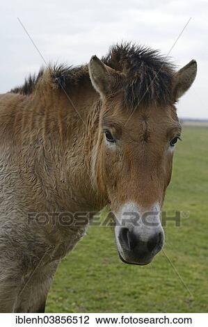 "Przewalski's Horse (Equus ferus przewalskii), Emsland, Lower Saxony, Germany, Europe" View Large Photo Image Stock Image - "Przewalski's Horse (Equus ferus przewalskii), Emsland, Lower Saxony, Germany, Europe". Fotosearch