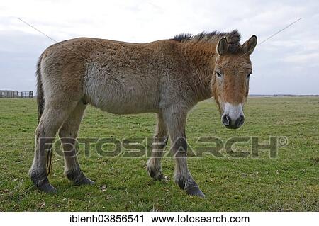 "Przewalski's Horse (Equus ferus przewalskii), Emsland, Lower Saxony, Germany, Europe" View Large Photo Image Stock Image - "Przewalski's Horse (Equus ferus przewalskii), Emsland, Lower Saxony, Germany, Europe". Fotosearch