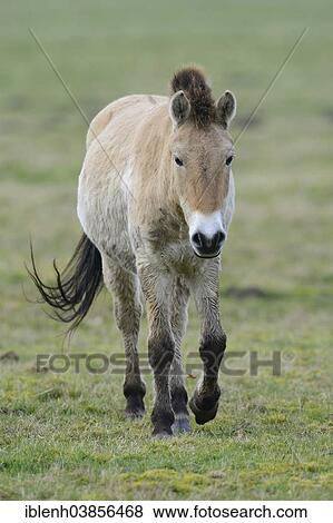 "Przewalski's Horse (Equus ferus przewalskii), Emsland, Lower Saxony, Germany, Europe" View Large Photo Image Stock Photo - "Przewalski's Horse (Equus ferus przewalskii), Emsland, Lower Saxony, Germany, Europe". Fotosearch