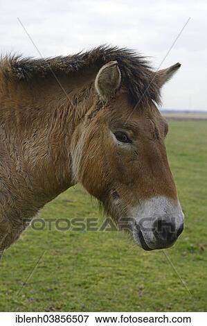 "Przewalski's Horse (Equus ferus przewalskii), Emsland, Lower Saxony, Germany, Europe" View Large Photo Image Stock Photo - "Przewalski's Horse (Equus ferus przewalskii), Emsland, Lower Saxony, Germany, Europe". Fotosearch