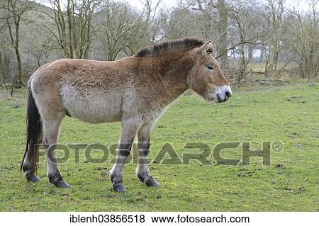 "Przewalski's Horse (Equus ferus przewalskii), Emsland, Lower Saxony, Germany, Europe" View Large Photo Image Stock Photo - "Przewalski's Horse (Equus ferus przewalskii), Emsland, Lower Saxony, Germany, Europe". Fotosearch
