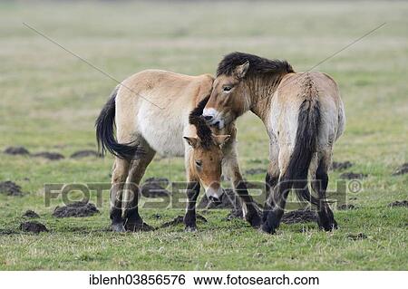 "Przewalski's Horse (Equus ferus przewalskii), Emsland, Lower Saxony, Germany, Europe" View Large Photo Image Stock Photograph - "Przewalski's Horse (Equus ferus przewalskii), Emsland, Lower Saxony, Germany, Europe". Fotosearch