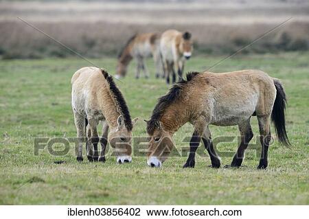 "Przewalski's Horses (Equus ferus przewalskii), Emsland, Lower Saxony, Germany, Europe" View Large Photo Image Stock Image - "Przewalski's Horses (Equus ferus przewalskii), Emsland, Lower Saxony, Germany, Europe". Fotosearch
