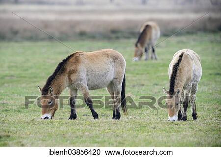 "Przewalski's Horses (Equus ferus przewalskii), Emsland, Lower Saxony, Germany, Europe" View Large Photo Image Stock Image - "Przewalski's Horses (Equus ferus przewalskii), Emsland, Lower Saxony, Germany, Europe". Fotosearch