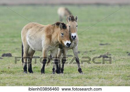 "Przewalski's Horses (Equus ferus przewalskii), Emsland, Lower Saxony, Germany, Europe" View Large Photo Image Stock Image - "Przewalski's Horses (Equus ferus przewalskii), Emsland, Lower Saxony, Germany, Europe". Fotosearch