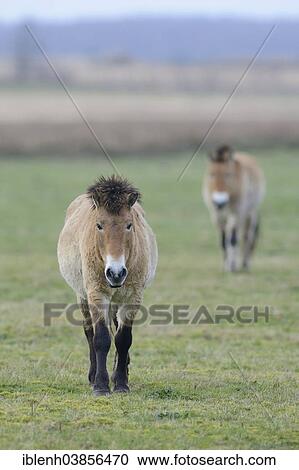 Stock Image - "Przewalski's Horses (Equus ferus przewalskii), Emsland, Lower Saxony, Germany, Europe". Fotosearch