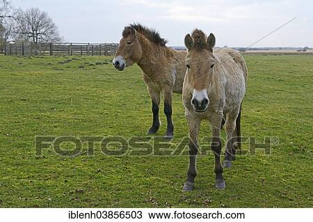 "Przewalski's Horses (Equus ferus przewalskii), Emsland, Lower Saxony, Germany, Europe" View Large Photo Image Stock Image - "Przewalski's Horses (Equus ferus przewalskii), Emsland, Lower Saxony, Germany, Europe". Fotosearch