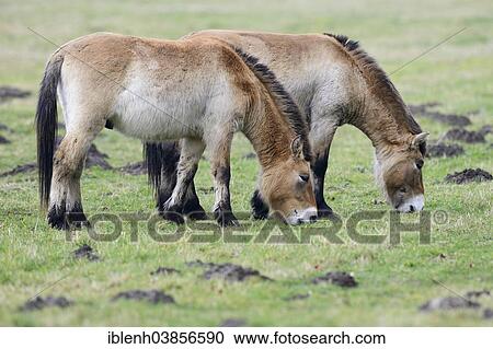 "Przewalski's Horses (Equus ferus przewalskii), Emsland, Lower Saxony, Germany, Europe" View Large Photo Image Stock Image - "Przewalski's Horses (Equus ferus przewalskii), Emsland, Lower Saxony, Germany, Europe". Fotosearch
